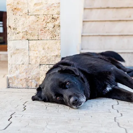 Irini's House 아판토우