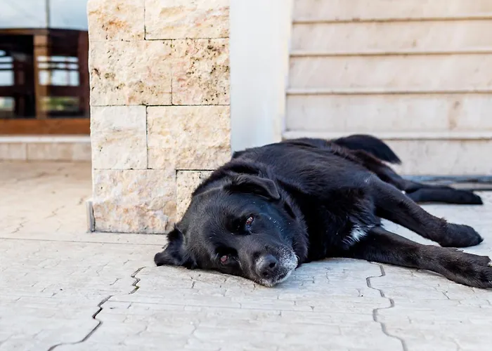 Irini's House Afándu